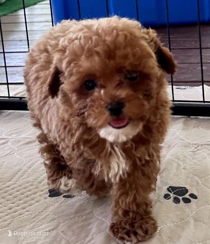 Kash – Poodle - Toy  puppy for sale in Mount Vernon, IL