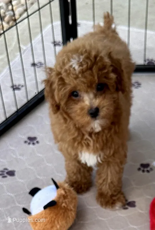 Kash – Poodle - Toy  puppy for sale in Mount Vernon, IL