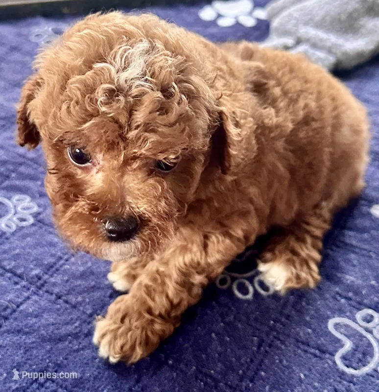 Kash – Poodle - Toy  puppy for sale in Mount Vernon, IL