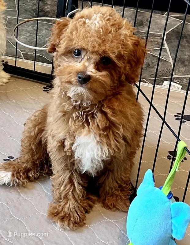 Kash – Poodle - Toy  puppy for sale in Mount Vernon, IL