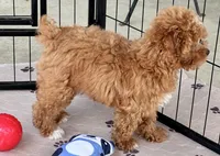 Kash, a male Poodle - Toy  for sale in Mount Vernon, IL – Photo 8 of 10