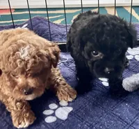 Kash, a male Poodle - Toy  for sale in Mount Vernon, IL – Photo 8 of 8