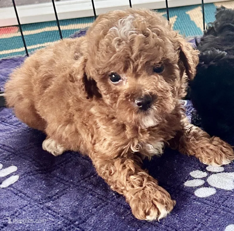 Kash – Poodle - Toy  puppy for sale in Mount Vernon, IL