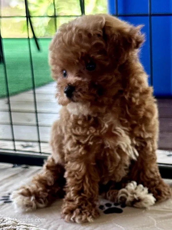 Kash – Poodle - Toy  puppy for sale in Mount Vernon, IL
