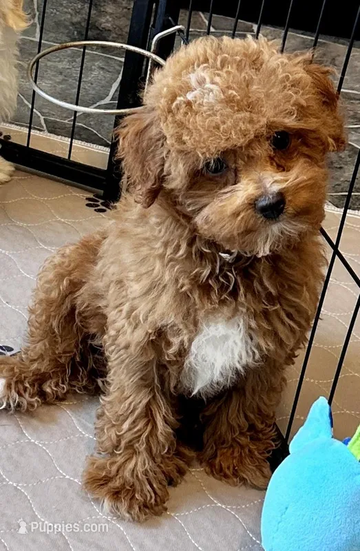 Kash – Poodle - Toy  puppy for sale in Mount Vernon, IL