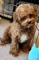 Kash, a male Poodle - Toy  for sale in Mount Vernon, IL – Photo 4 of 10