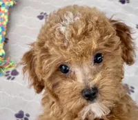 Kash, a male Poodle - Toy  for sale in Mount Vernon, IL – Photo 3 of 10