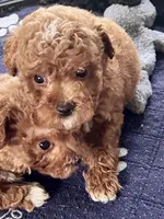 Kash, a male Poodle - Toy  for sale in Mount Vernon, IL – Photo 4 of 8