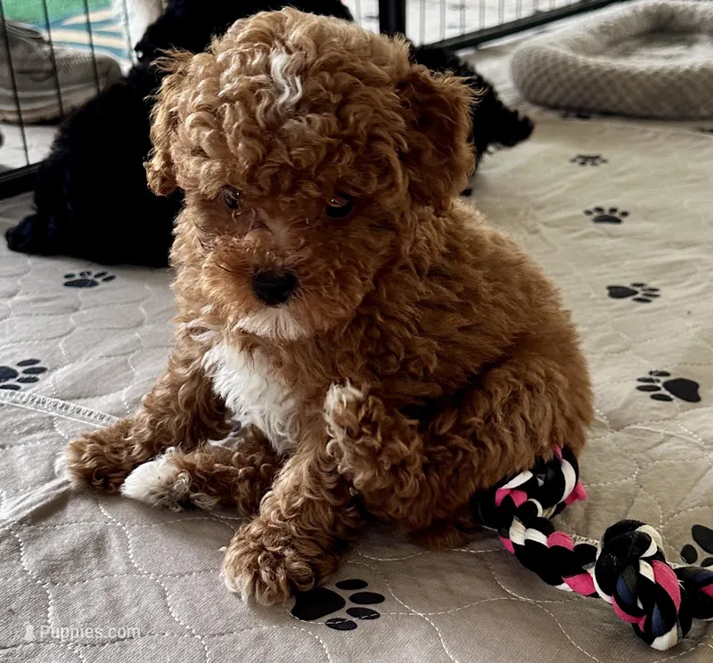 Kash – Poodle - Toy  puppy for sale in Mount Vernon, IL