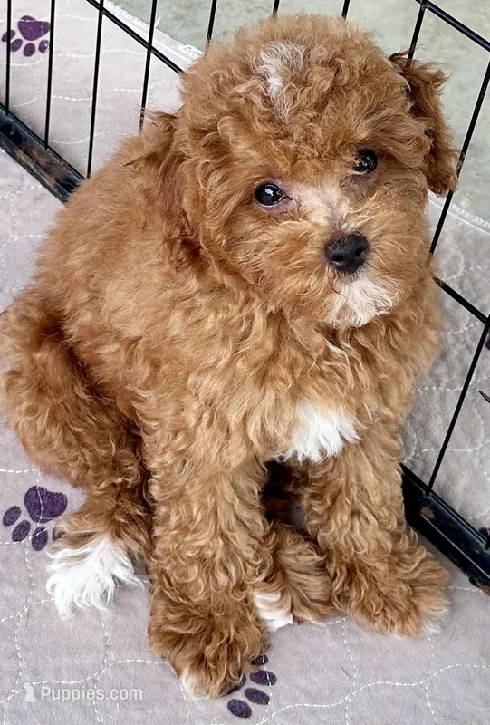 Kash – Poodle - Toy  puppy for sale in Mount Vernon, IL