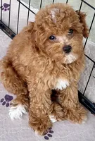 Kash, a male Poodle - Toy  for sale in Mount Vernon, IL – Photo 10 of 10