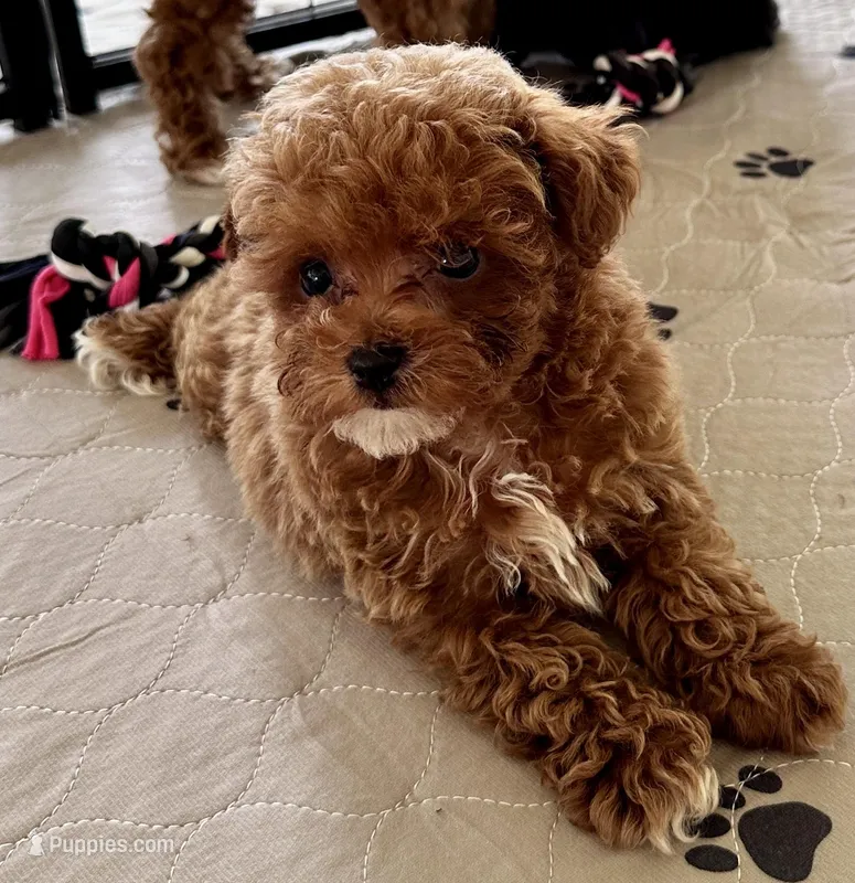 Kash – Poodle - Toy  puppy for sale in Mount Vernon, IL