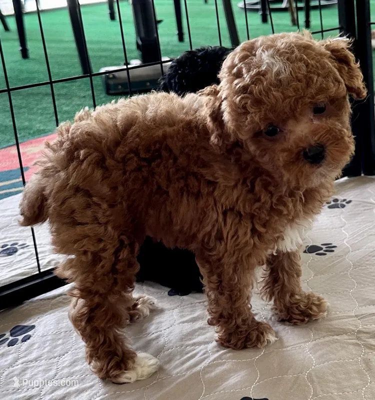 Kash – Poodle - Toy  puppy for sale in Mount Vernon, IL
