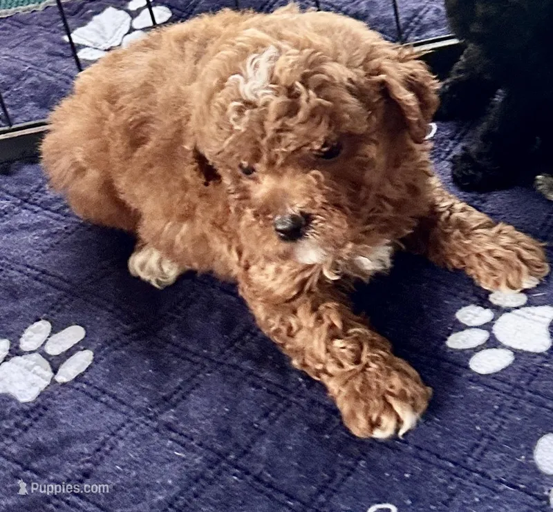 Kash – Poodle - Toy  puppy for sale in Mount Vernon, IL