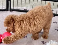 Kash, a male Poodle - Toy  for sale in Mount Vernon, IL – Photo 9 of 10