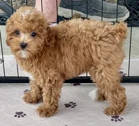 Kash, a male Poodle - Toy  for sale in Mount Vernon, IL – Photo 2 of 10