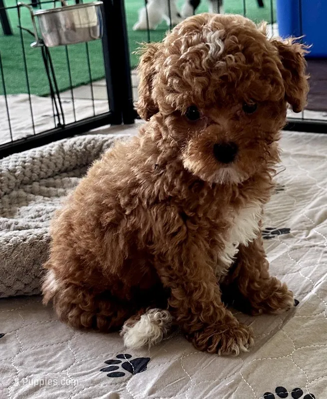 Kash – Poodle - Toy  puppy for sale in Mount Vernon, IL