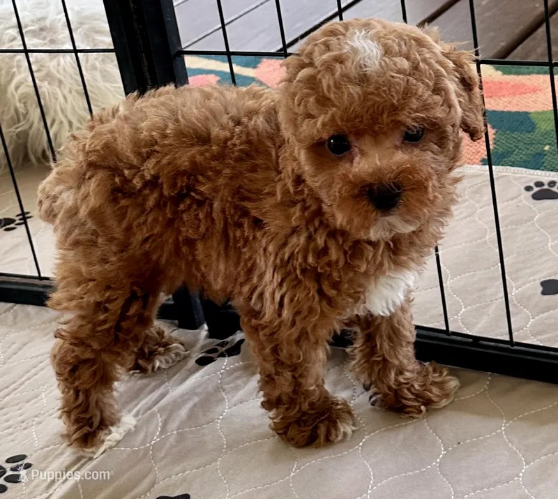 Kash – Poodle - Toy  puppy for sale in Mount Vernon, IL