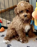 Kash, a male Poodle - Toy  for sale in Mount Vernon, IL – Photo 5 of 10
