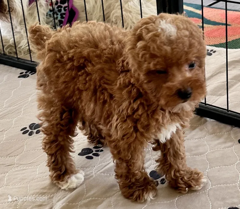 Kash – Poodle - Toy  puppy for sale in Mount Vernon, IL
