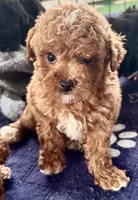 Kash, a male Poodle - Toy  for sale in Mount Vernon, IL – Photo 6 of 8