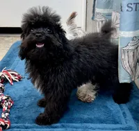 Tink, a male Poodle - Toy  for sale in Mount Vernon, IL – 8 of 10