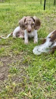 Chip, a male Miniature Dachshund for sale in Savannah, GA – 3 of 7