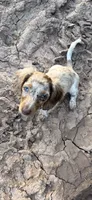 Chip, a male Miniature Dachshund for sale in Buckhannon, WV – 8 of 8