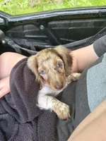 Chip, a male Miniature Dachshund for sale in Savannah, GA – 5 of 7