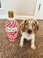 Chip, a male Miniature Dachshund for sale in Savannah, GA – 2 of 7