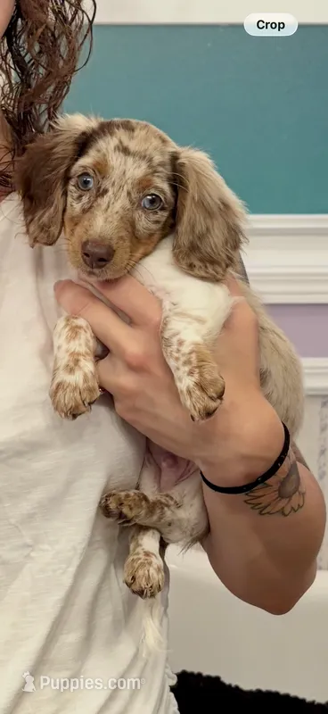 Chip – Miniature Dachshund puppy for sale in Buckhannon, WV