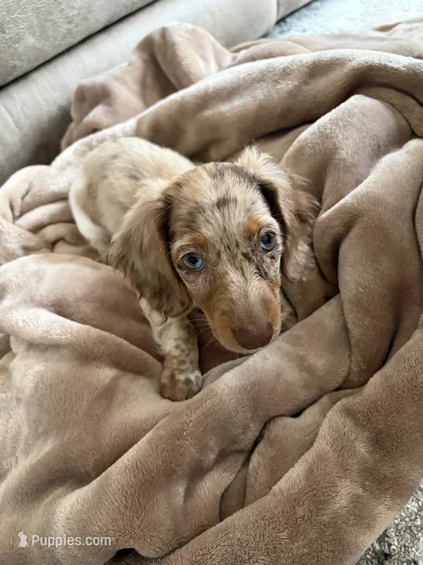 Chip – Miniature Dachshund puppy for sale in Savannah, GA