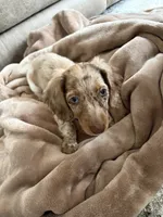 Chip, a male Miniature Dachshund for sale in Savannah, GA – 1 of 7