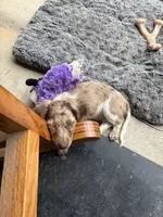 Chip, a male Miniature Dachshund for sale in Savannah, GA – 6 of 7