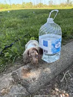 Chip, a male Miniature Dachshund for sale in Savannah, GA – 7 of 7