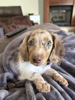 Chip, a male Miniature Dachshund for sale in Savannah, GA – 4 of 7