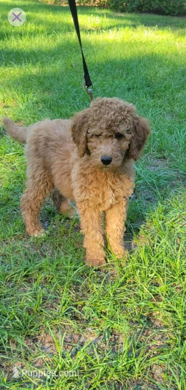 Percy – Poodle - Standard  puppy for sale in Barney, GA