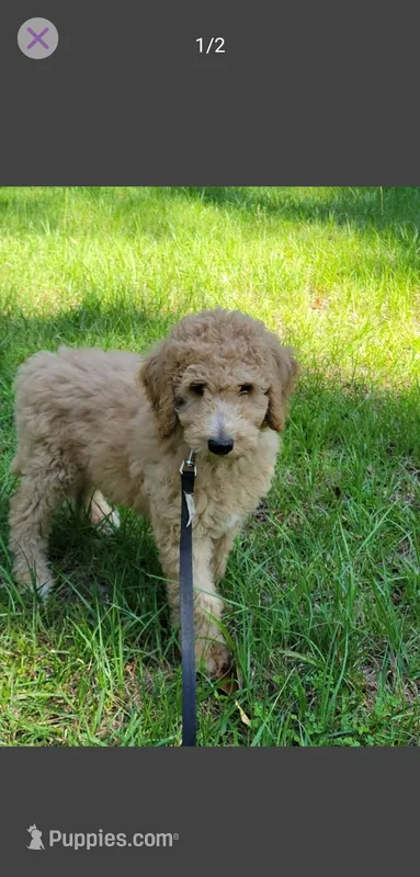 Sissy – Poodle - Standard  puppy for sale in Barney, GA