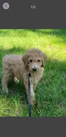 Sissy, a female Poodle - Standard  for sale in Barney, GA – 1 of 1