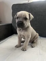Athena, a female Cane Corso for sale in Riverside, CA – 2 of 3