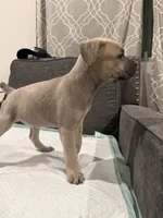 Athena, a female Cane Corso for sale in Riverside, CA – 1 of 3