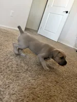 Athena, a female Cane Corso for sale in Riverside, CA – 3 of 3