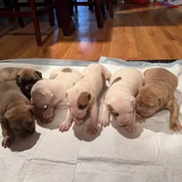 Bambam, a male American Bulldog and American Pit Bull Terrier for sale in Thornton, CO – Photo 1 of 2