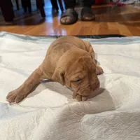 Bambam, a male American Bulldog and American Pit Bull Terrier for sale in Thornton, CO – Photo 2 of 2