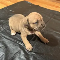 Princess, a female American Bulldog and American Pit Bull Terrier for sale in Thornton, CO – 2 of 8