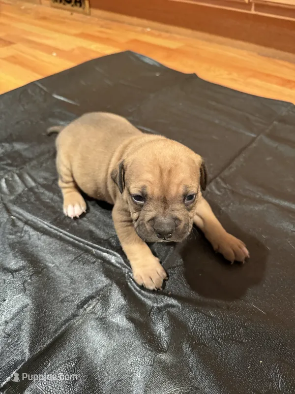 Princess – American Bulldog, American Pit Bull Terrier puppy for sale in Thornton, CO