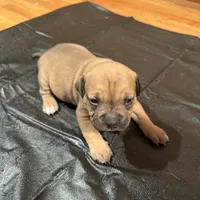 Princess, a female American Bulldog and American Pit Bull Terrier for sale in Thornton, CO – 1 of 8