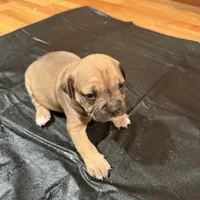 Princess, a female American Bulldog and American Pit Bull Terrier for sale in Thornton, CO – 3 of 8