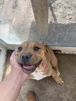 Princess, a female American Bulldog and American Pit Bull Terrier for sale in Thornton, CO – 5 of 8