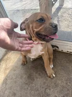 Princess, a female American Bulldog and American Pit Bull Terrier for sale in Thornton, CO – 6 of 8